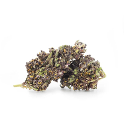 Purple Haze fleur CBD 18%, THC moins de 0.3%