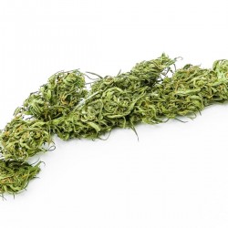 KC VIRTUS CBD en gros, cannabis ultra light CBD ~ 4.8% | THC ~ 0.21%