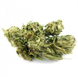 Futura CBD en gros, cannabis ultra light, CBD ~ 13% | THC ~ 0.7%