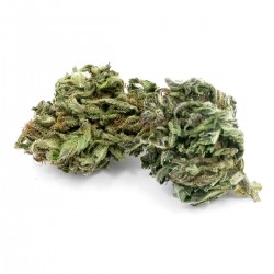 CANDIDA CBD en gros, cannabis ultra light, CBD ~ 8.5% | THC ~ 0.8%