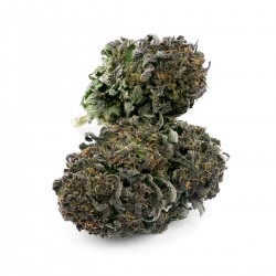 DINAMED CBD en gros, cannabis ultra light, CBD ~ 0.51% | THC ~ 0.34%