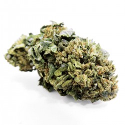 Buy Bubblegum CBD Wholesale Europe, Cannabis ultra light THC -0.2%