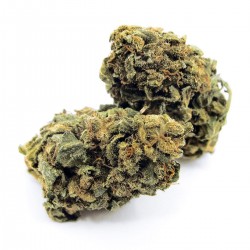 Achat Cheese CBD en gros, vente Cannabis ultra light en Europe avec moins de 0.2% de THC, fournisseur producteur Grossiste CBD
