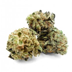 Buy Mango Kush CBD Wholesale Europe, Cannabis ultra light THC -0.2%