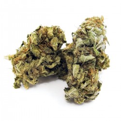 Buy OG Kush CBD Wholesale Europe, Cannabis ultra light THC -0.2%