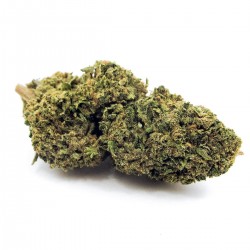 Buy Vanilla Kush CBD Wholesale Europe, Cannabis ultra light THC -0.2%