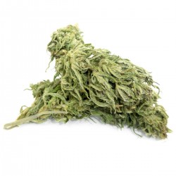 Félina 34 CBD en gros Cannabis ultra light Europe CBD 13% THC 0.6%