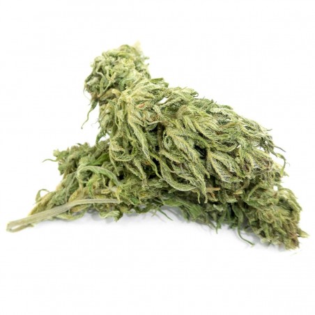 Félina 34 CBD wholesale Cannabis ultra light Europe CBD 13% THC 0.6%